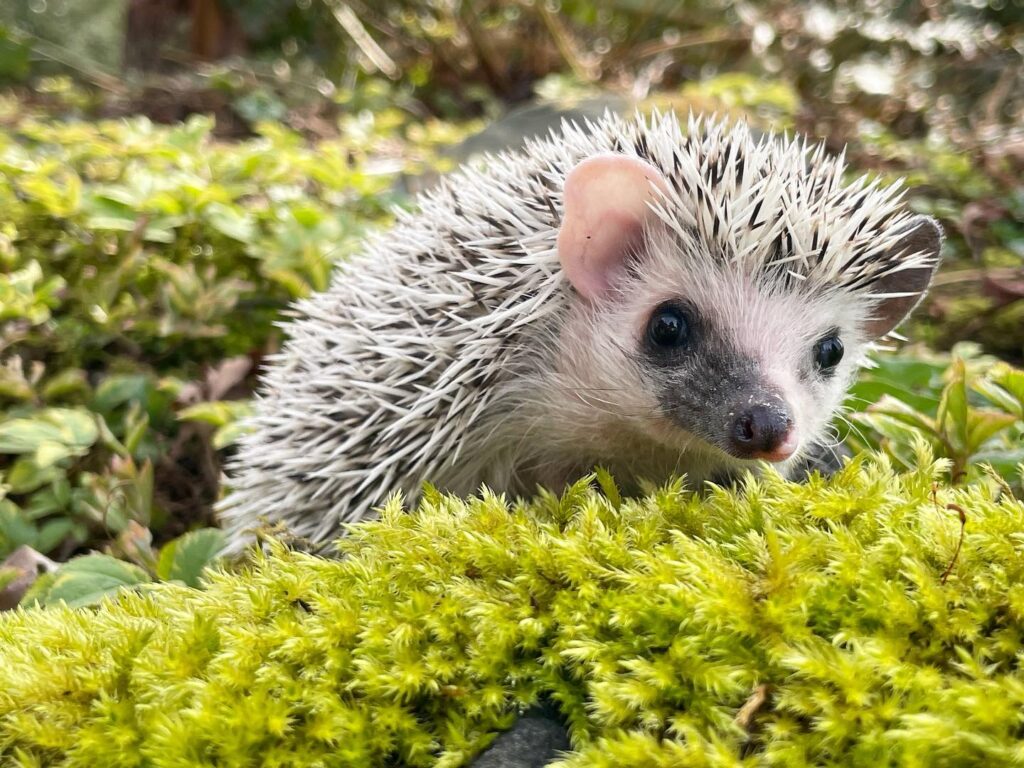 split face hedgehog