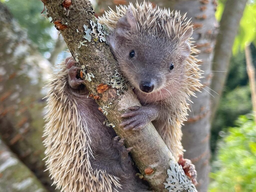 lesser tenrec