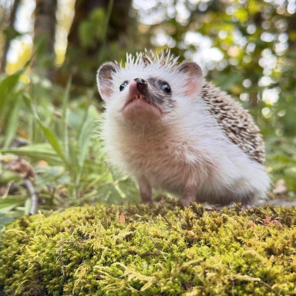 happy hedgehog