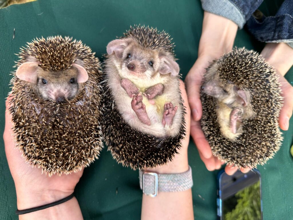 Long Eared Hedgehogs