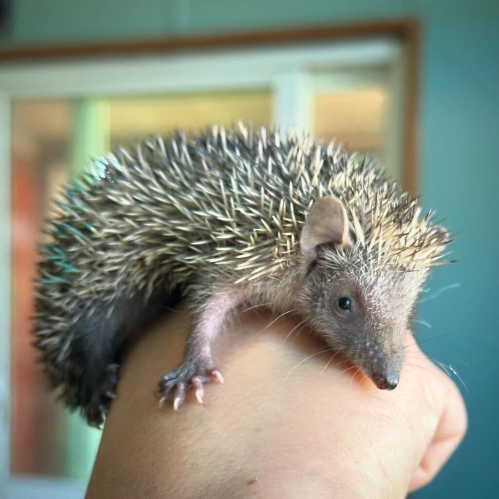 baby lesser tenrec sitting on my hand