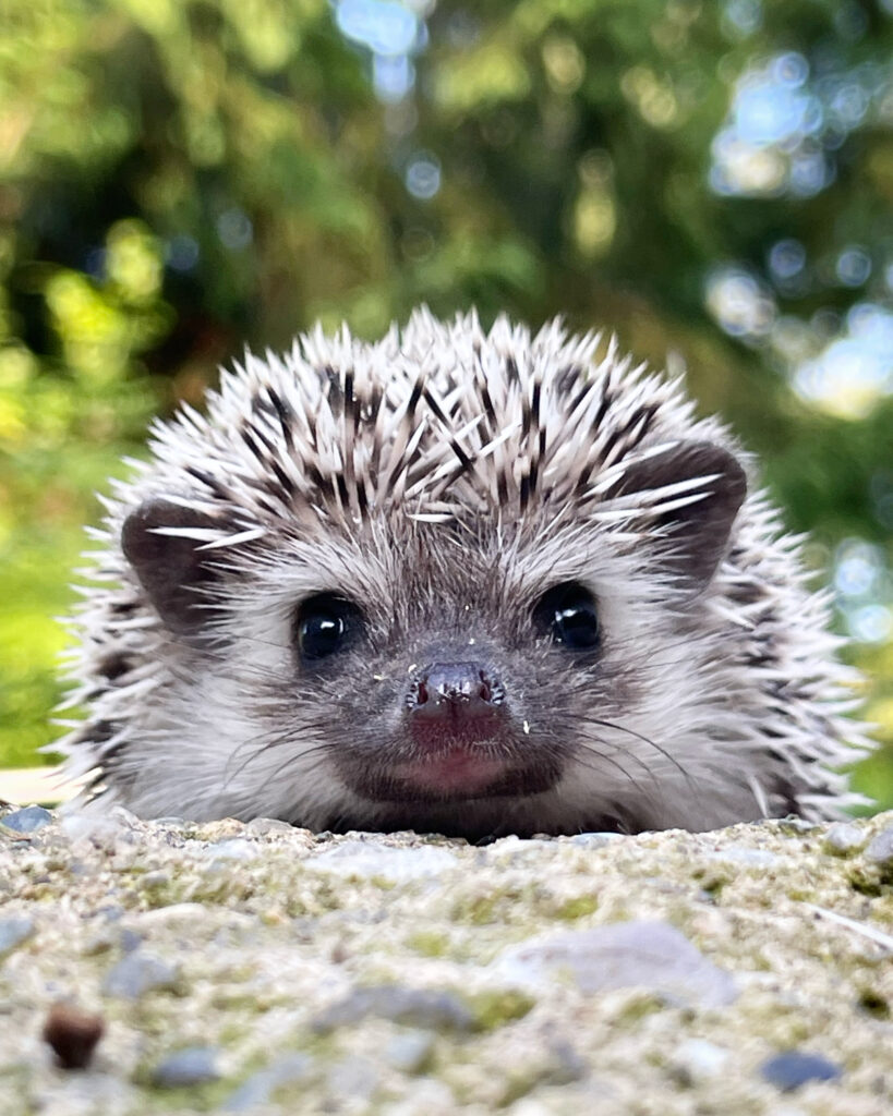 hedgehog 