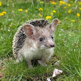 long eared hedgehog outside