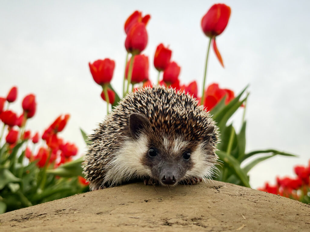 hedgehog with tulips