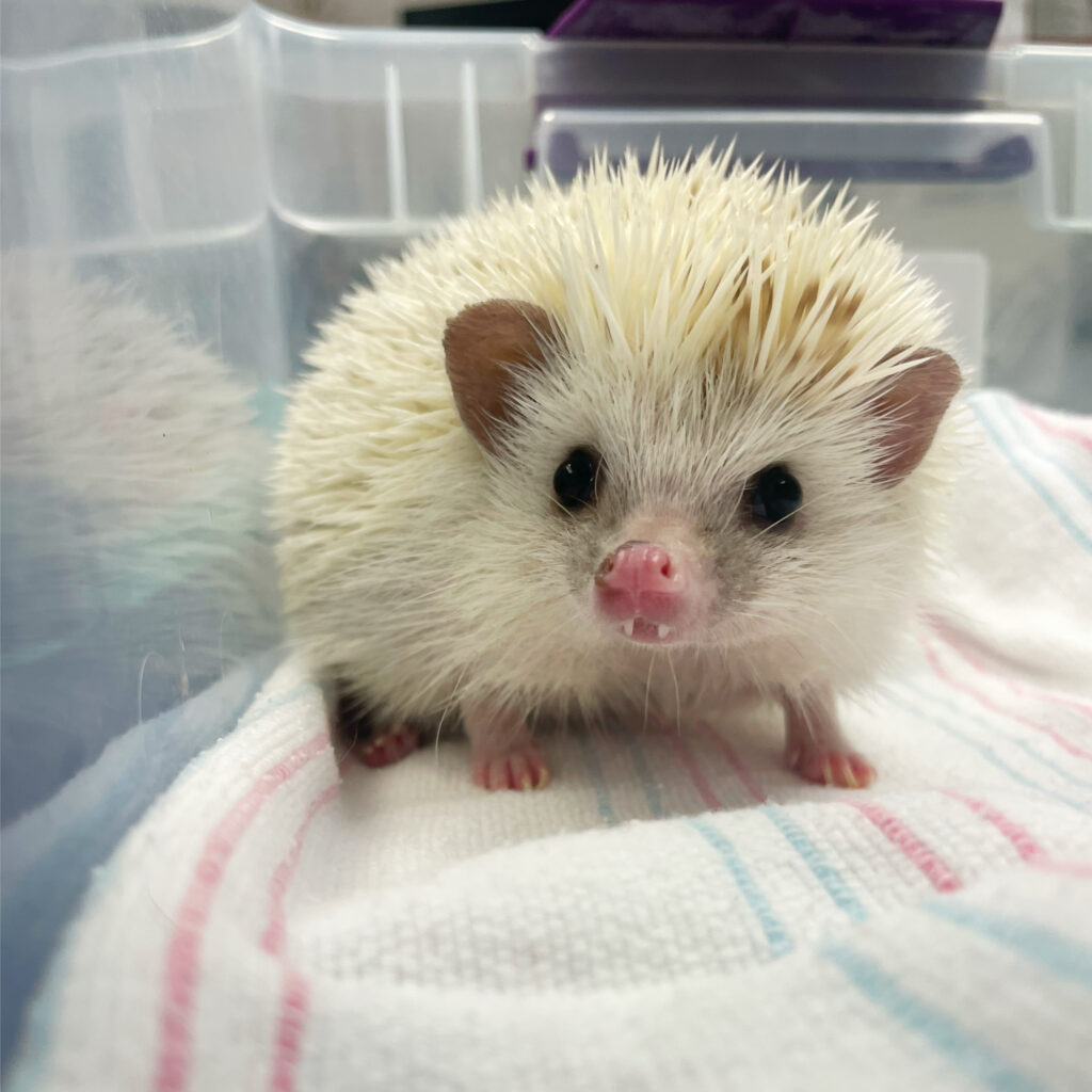 cute hedgehog showing teeth at vet