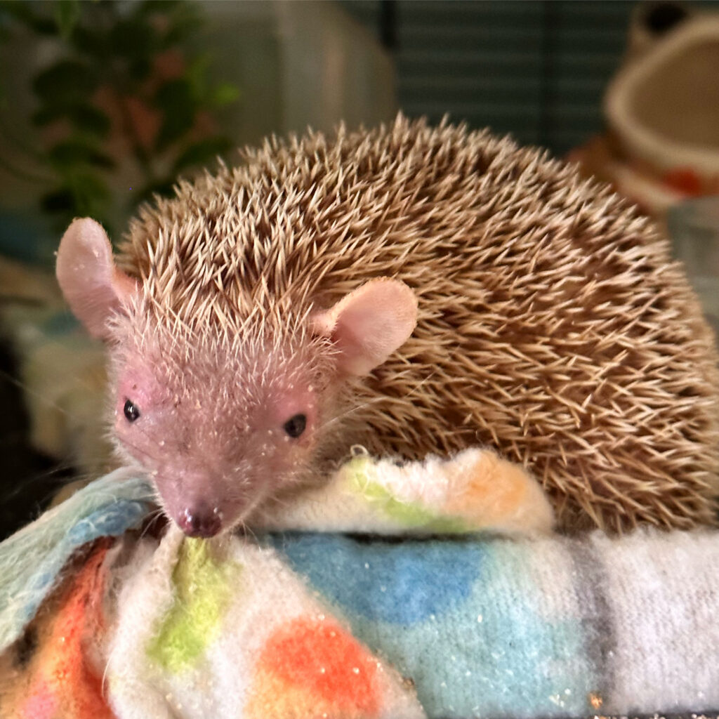 male lesser tenrec