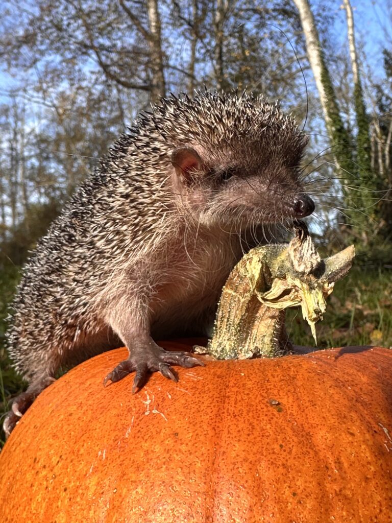 greater tenrec