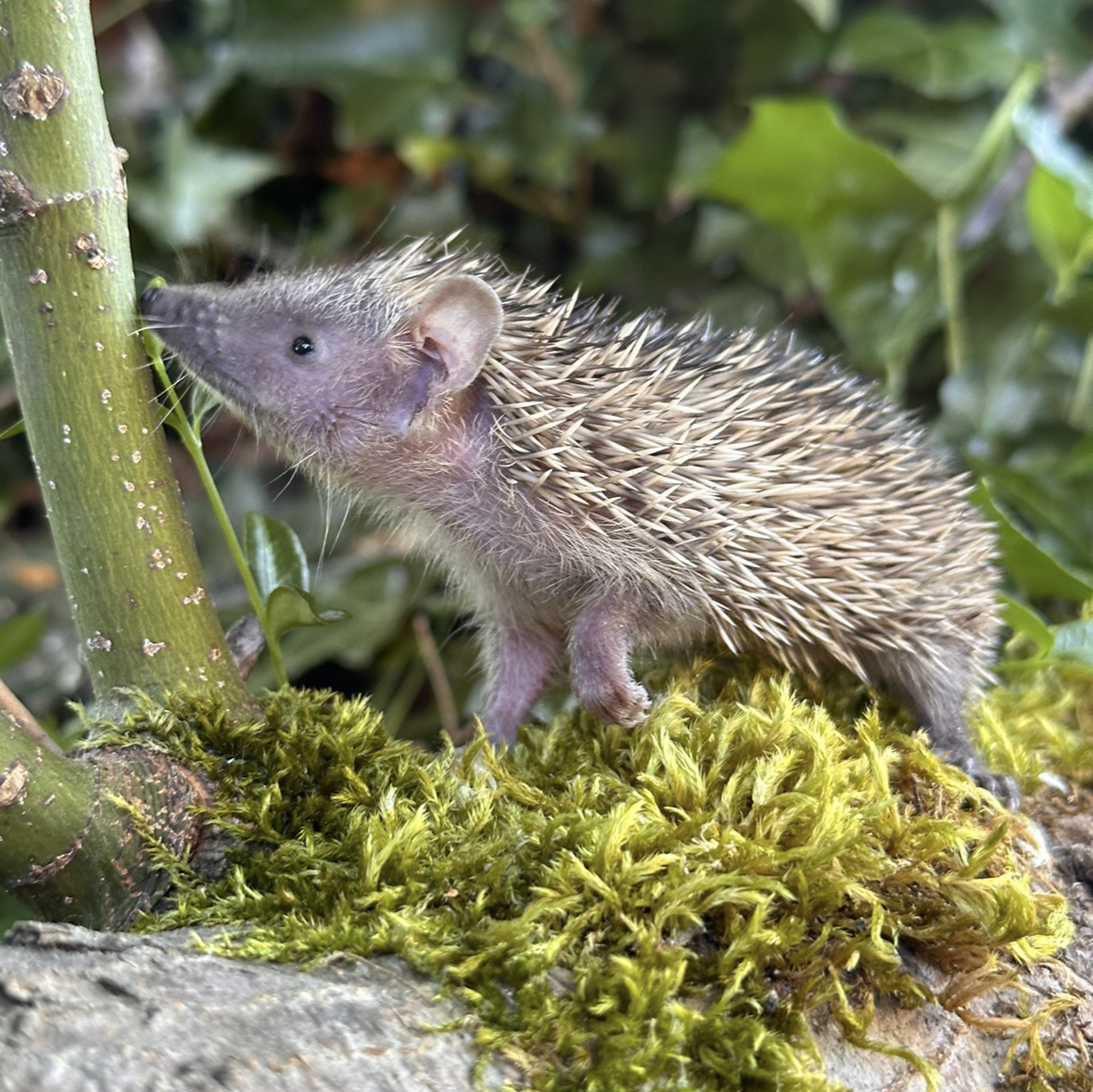 baby lesser tenrec on tree