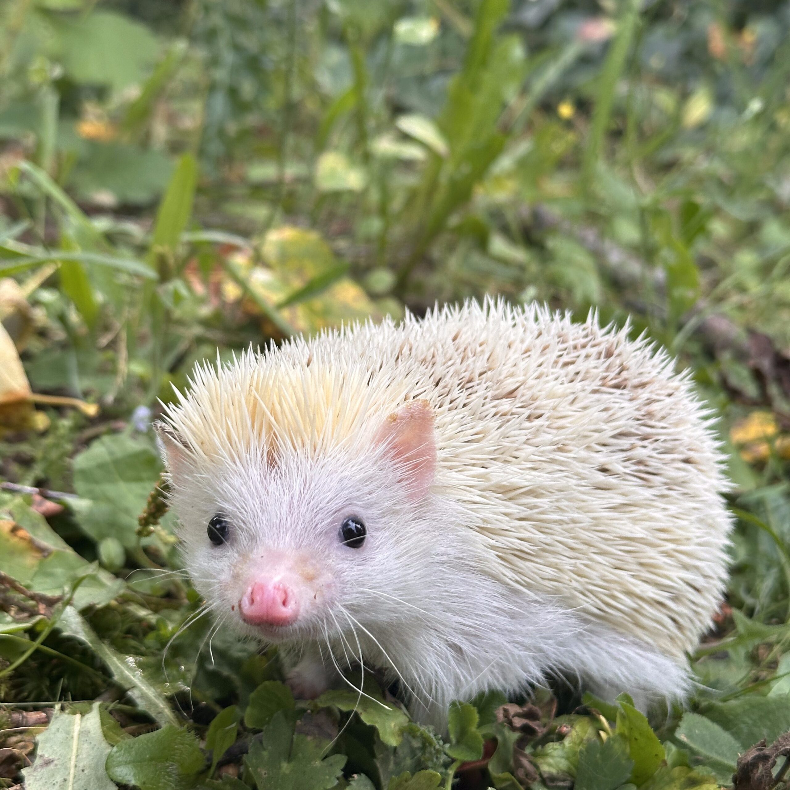 hedgehog outside