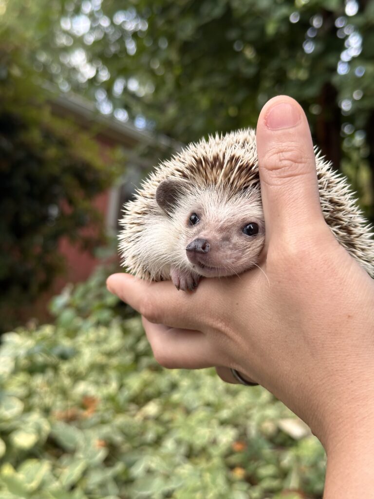 cute hedgehog