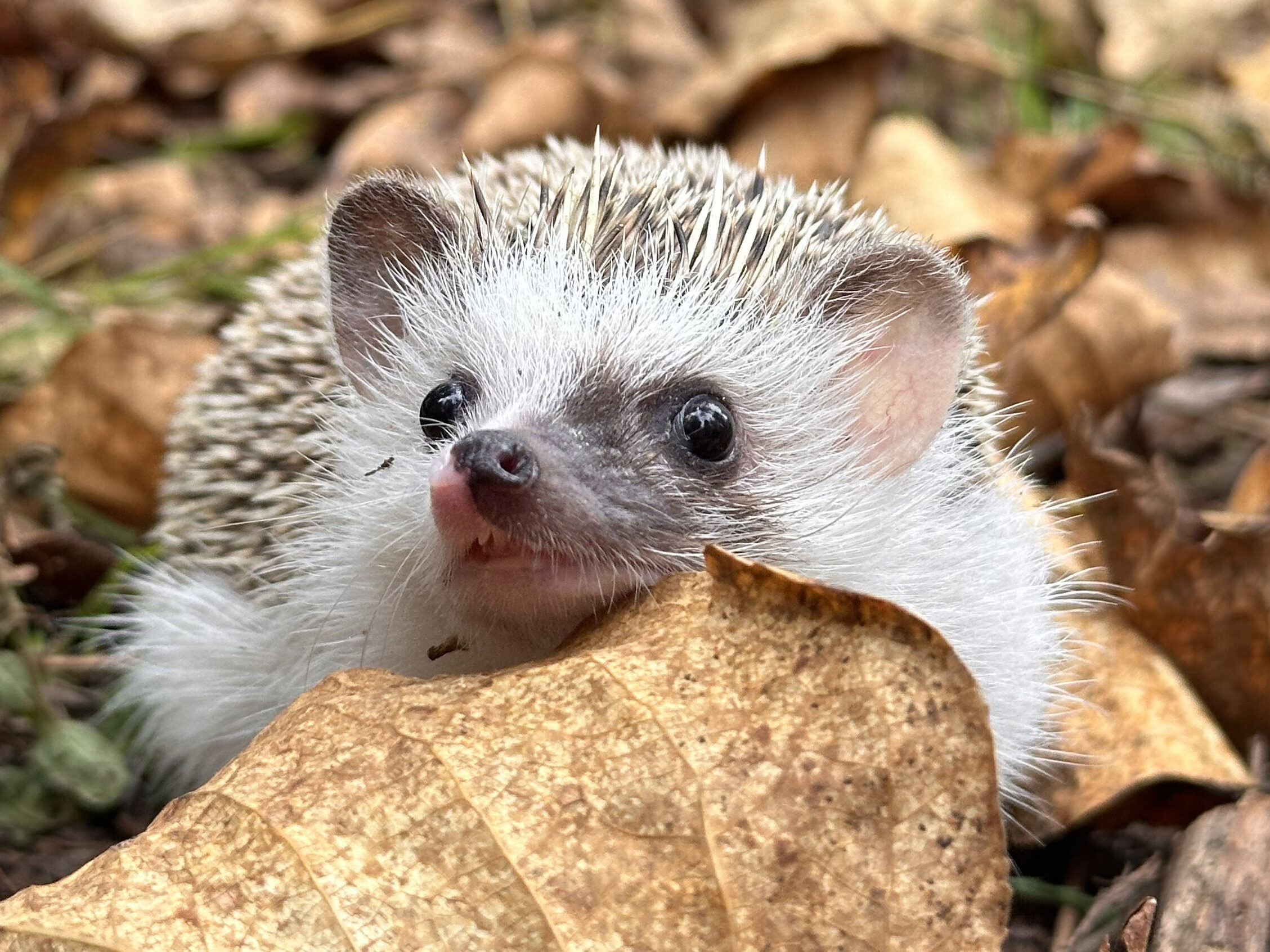 fall hedgehog