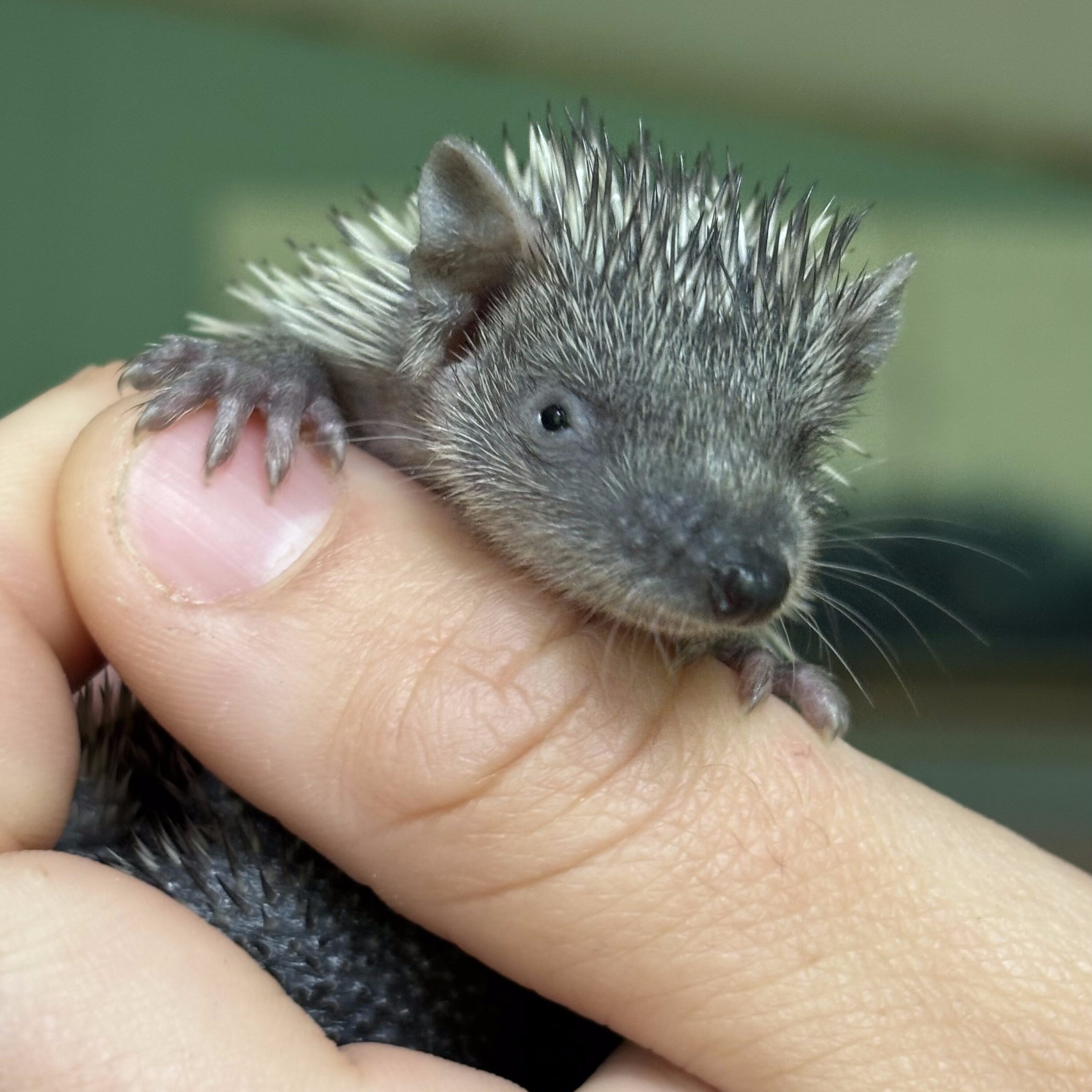 baby lesser tenrec in hand