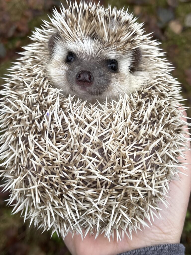 spikey hedgehog