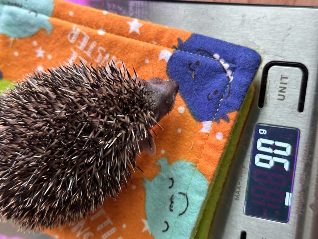 baby long eared hedgehog getting weighed