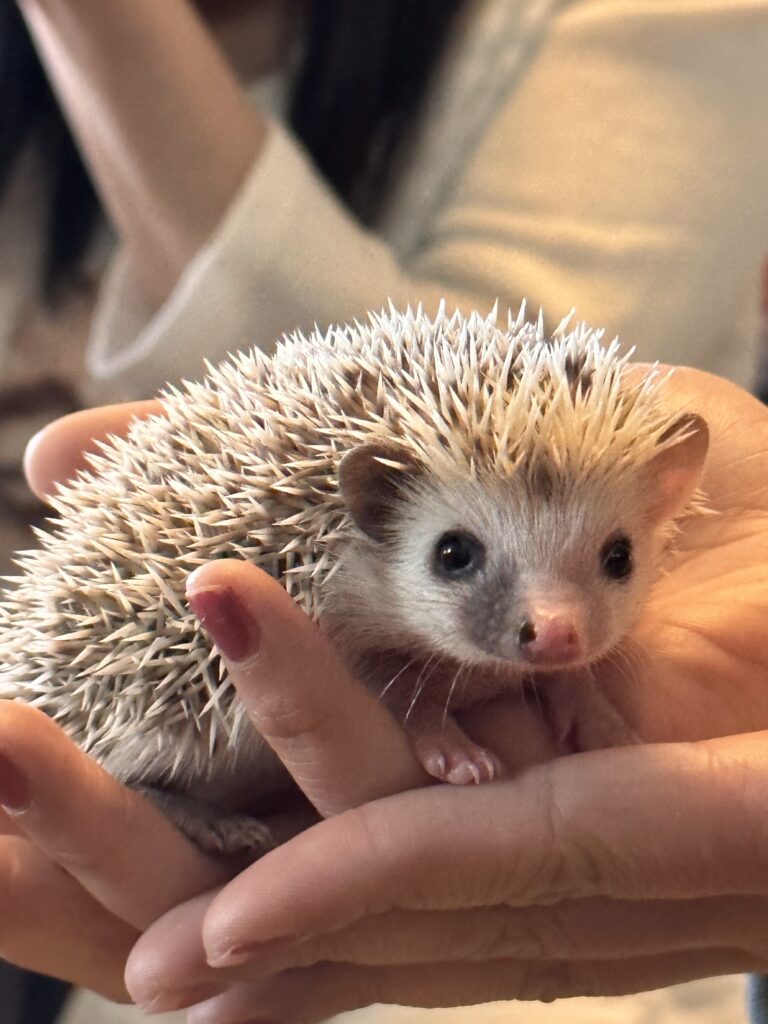 cute hedgehog barbie