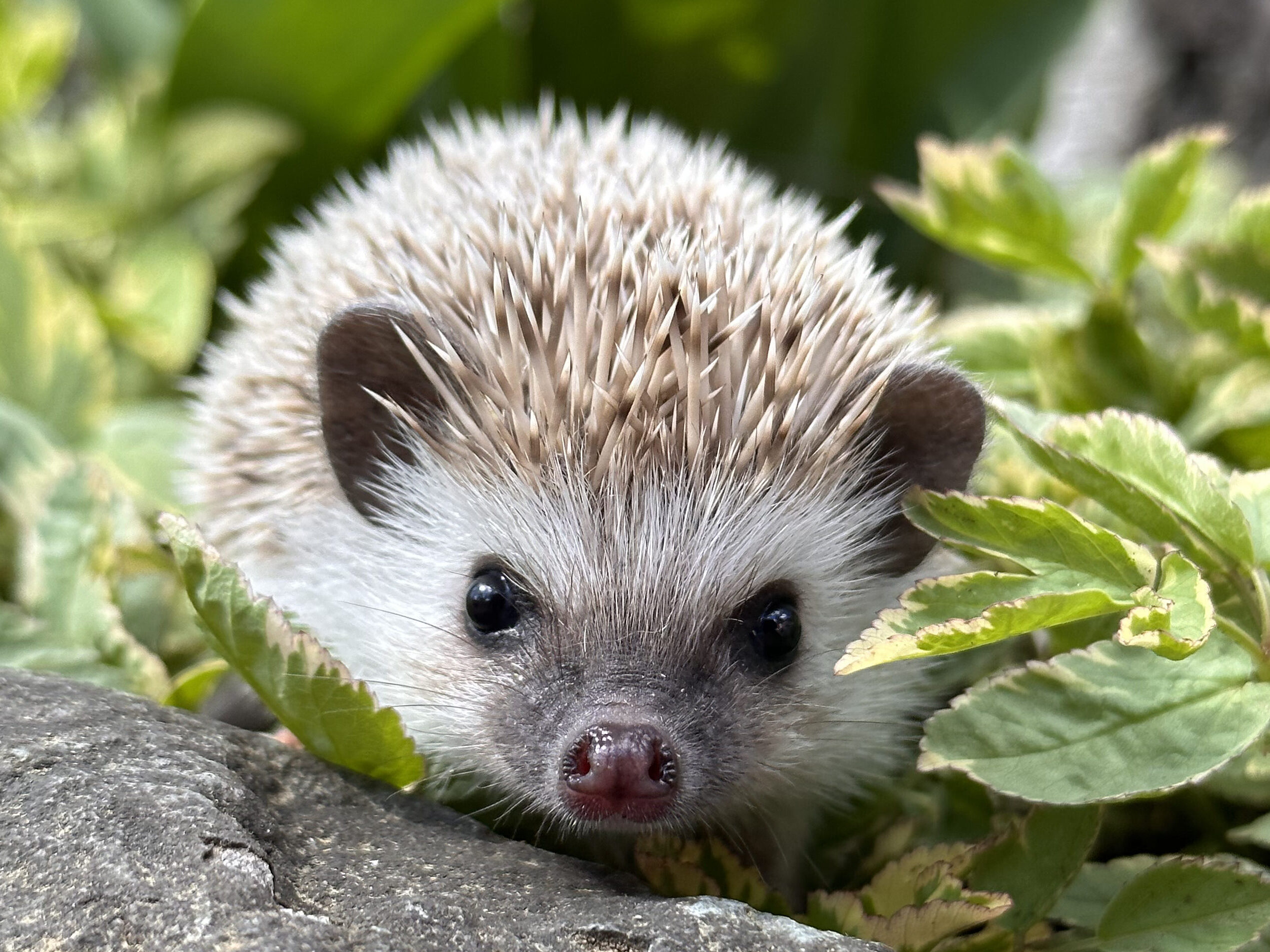 muffin hedgehog plant