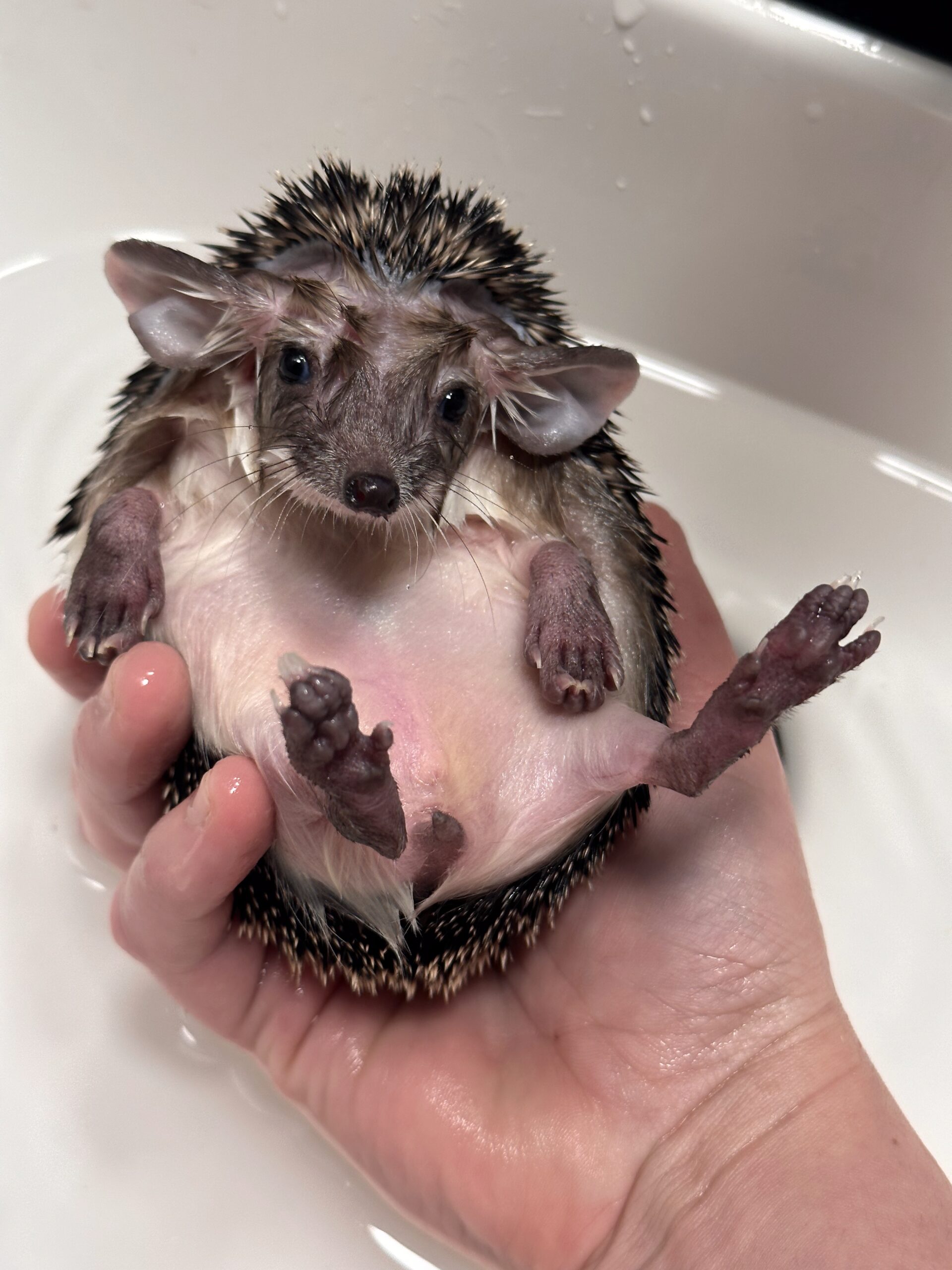 long eared hedgehog bath