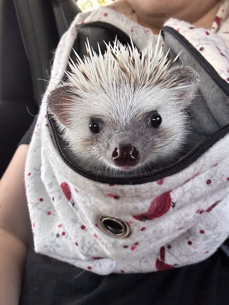 hedgehog in bonding scarf