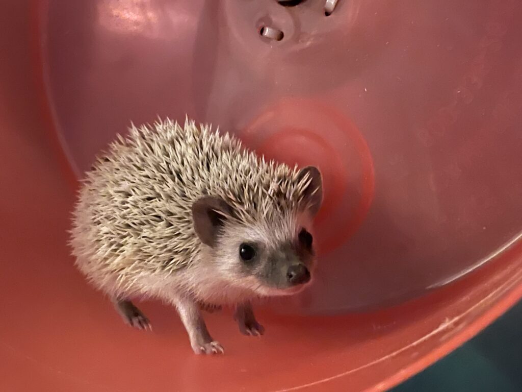 hedgehog on wheel