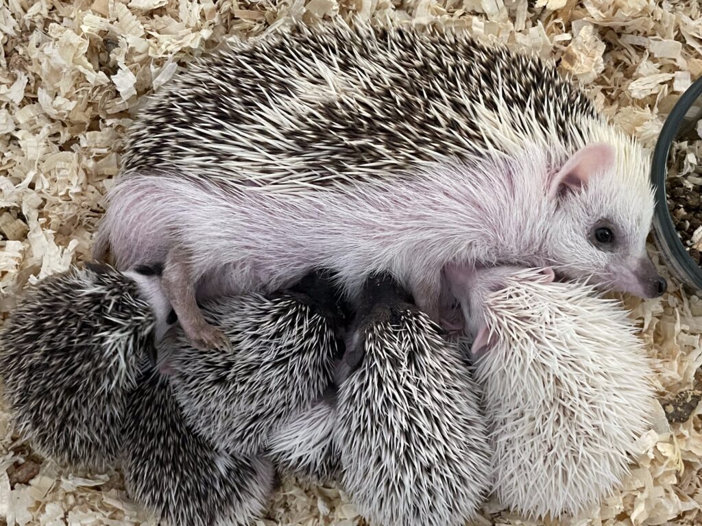 momma hedgehog with her babies