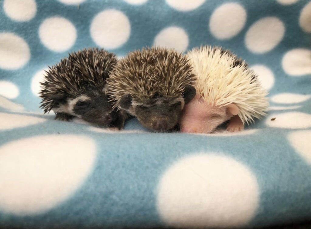 baby hedgehog trio colorful