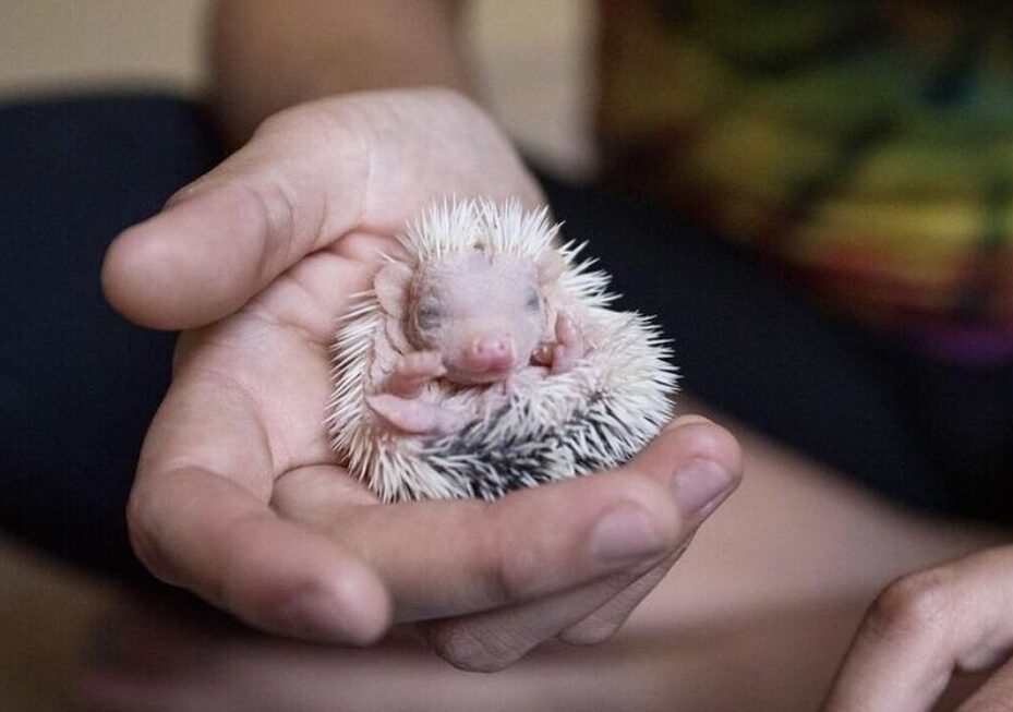 baby hedgehog sleeping 3 weeks old