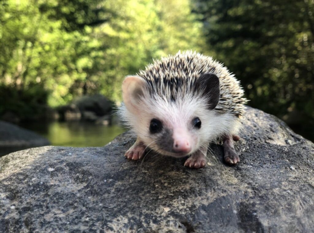 hedgehog by river