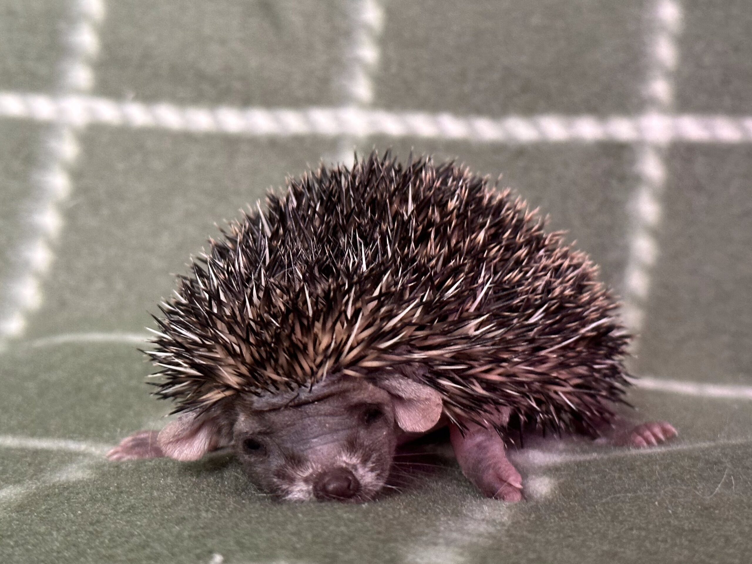 baby long eared hedgehog