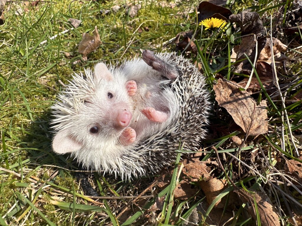 baby hedgehog