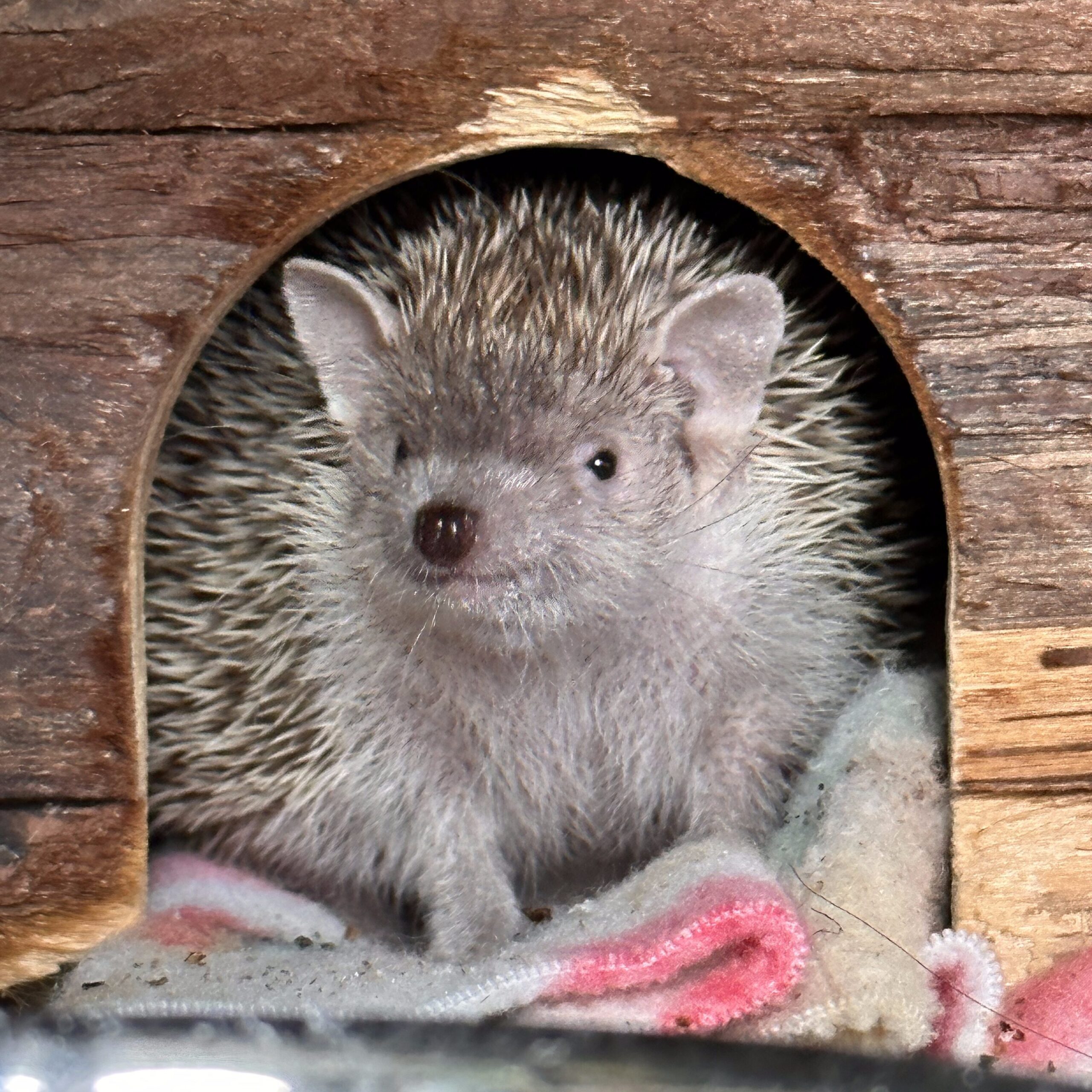 fern lesser tenrec in house