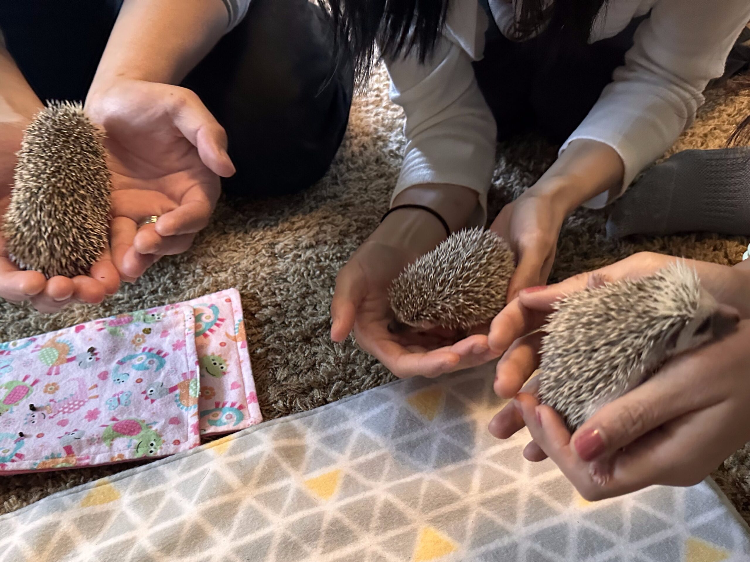 hedgehogs being held by new family