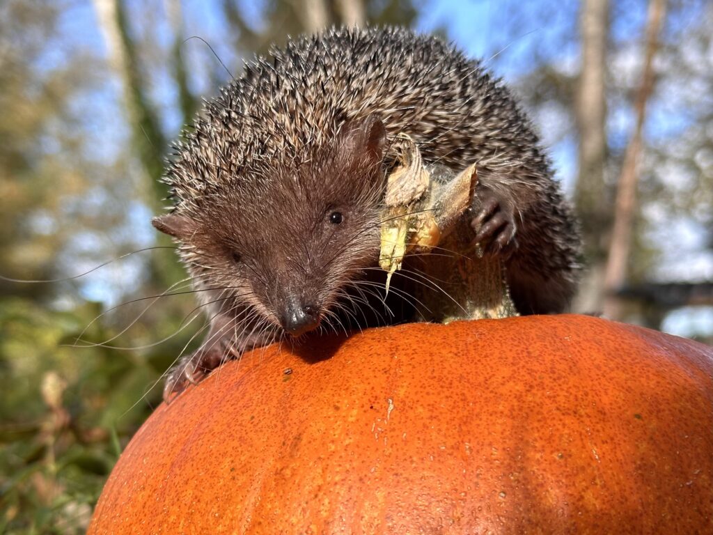 greater tenrec pumpkin