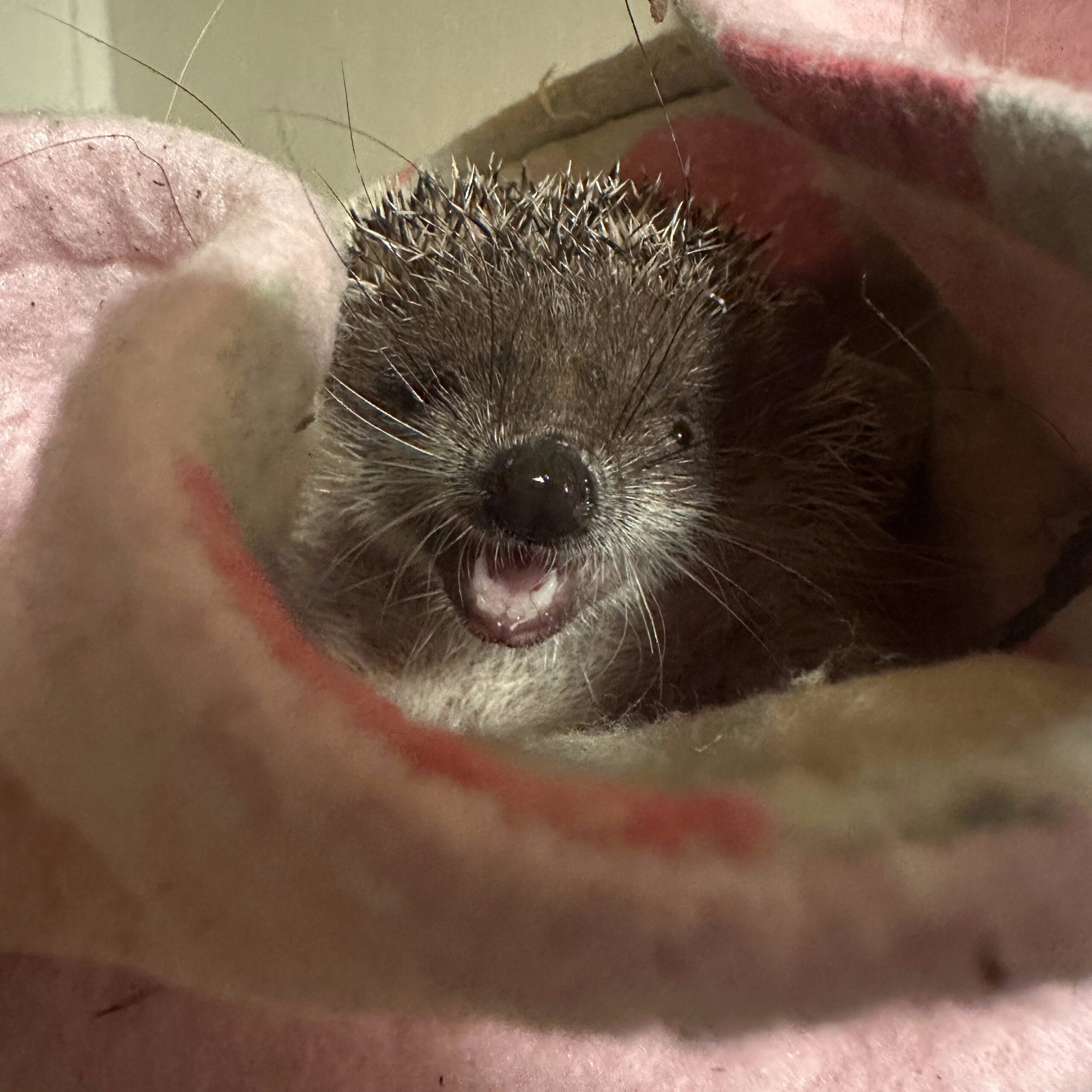 greater tenrec smile