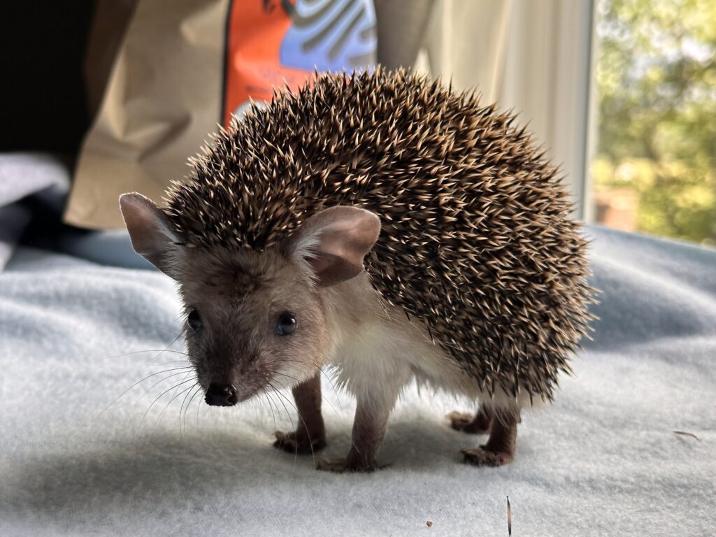 long eared hedgehog