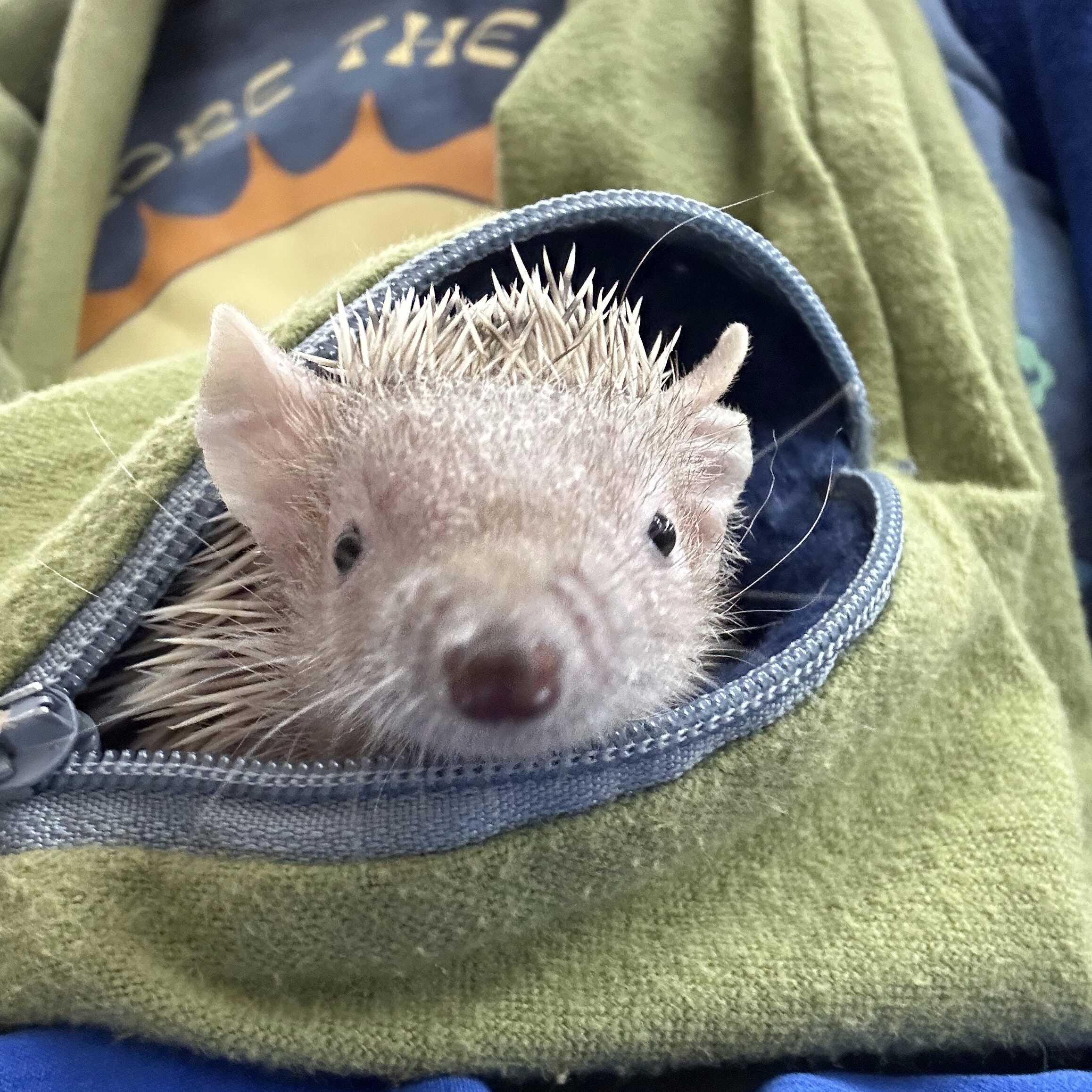 lesser tenrec in bonding bag