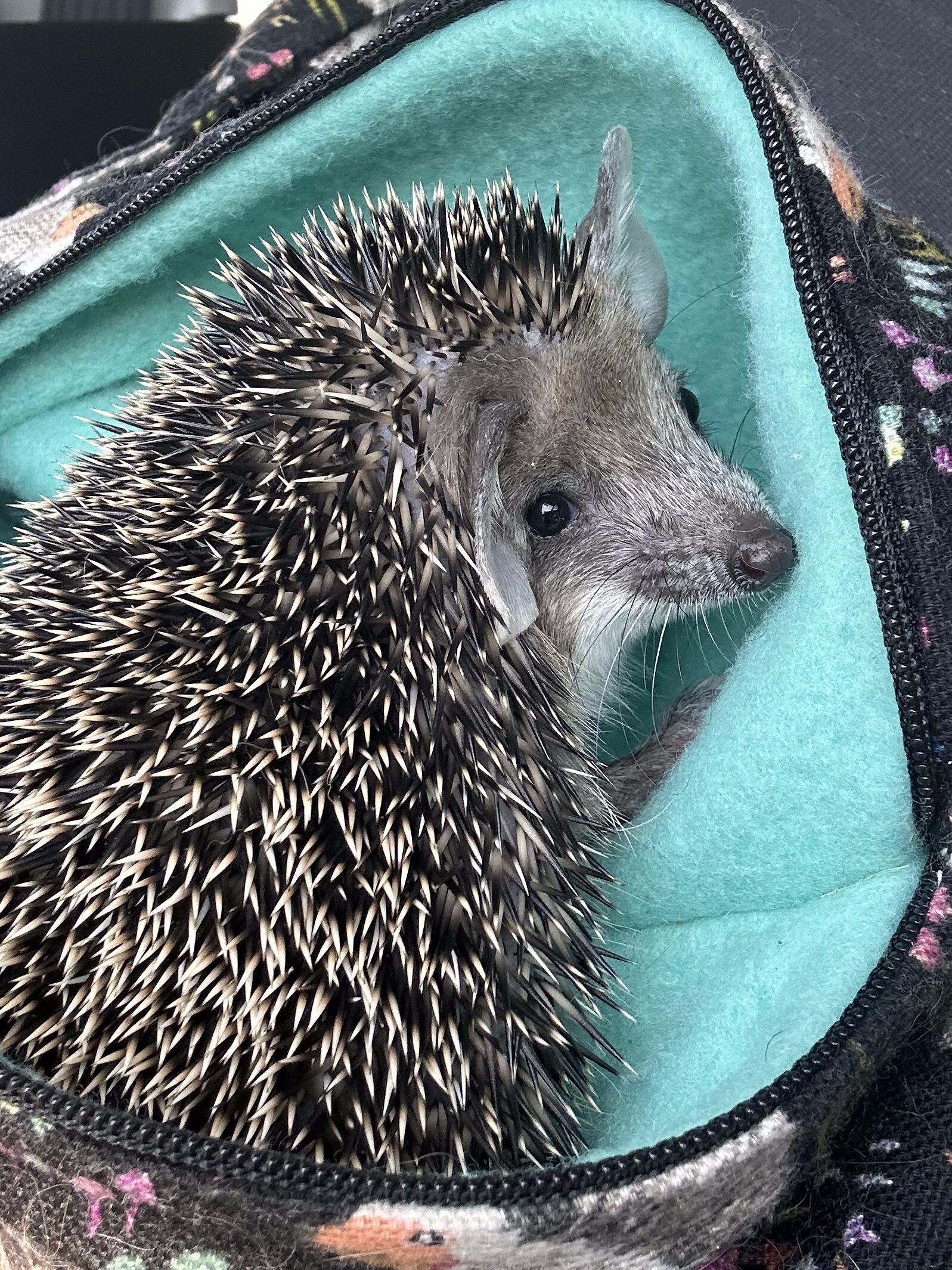 long eared hedgehog in bonding scarf