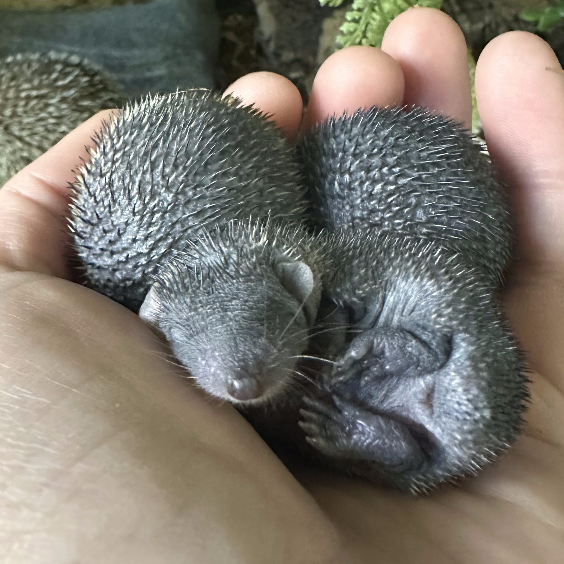 newborn tenrec