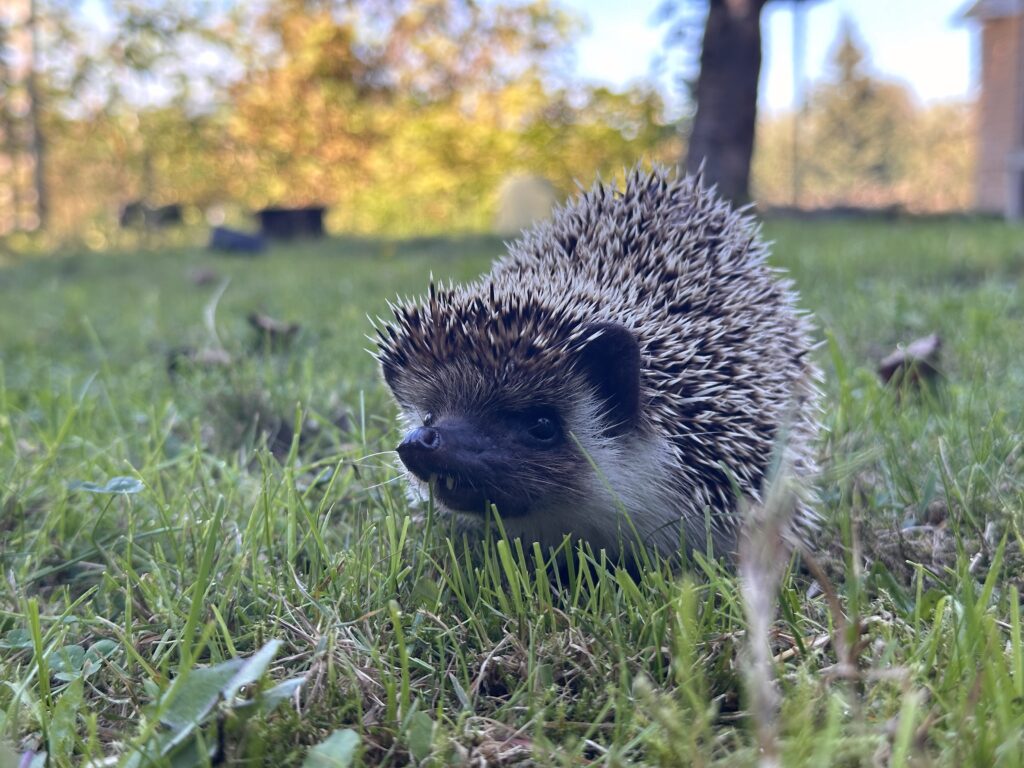 bad hedgehog confirmation rescue