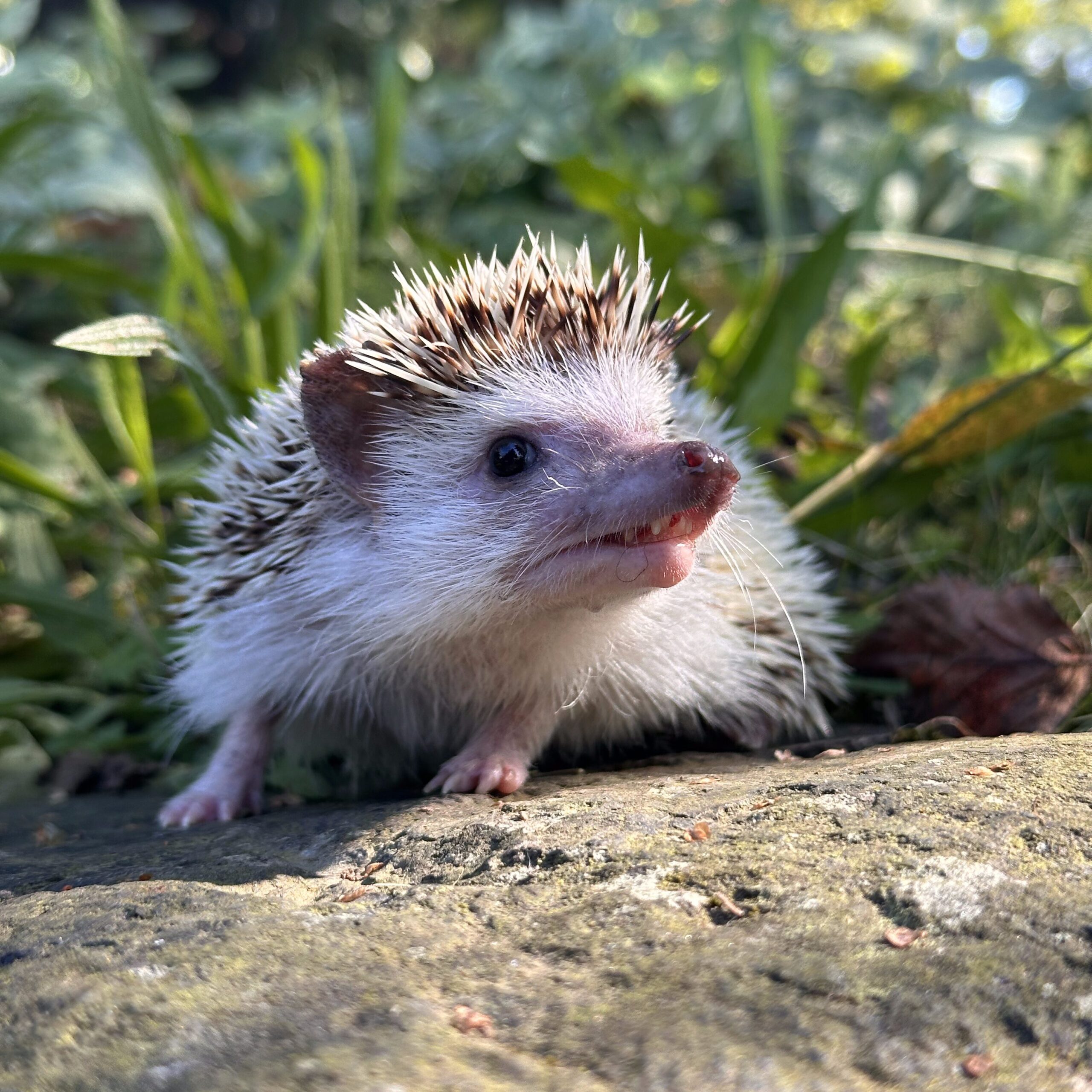 hedgehog rescue with mass