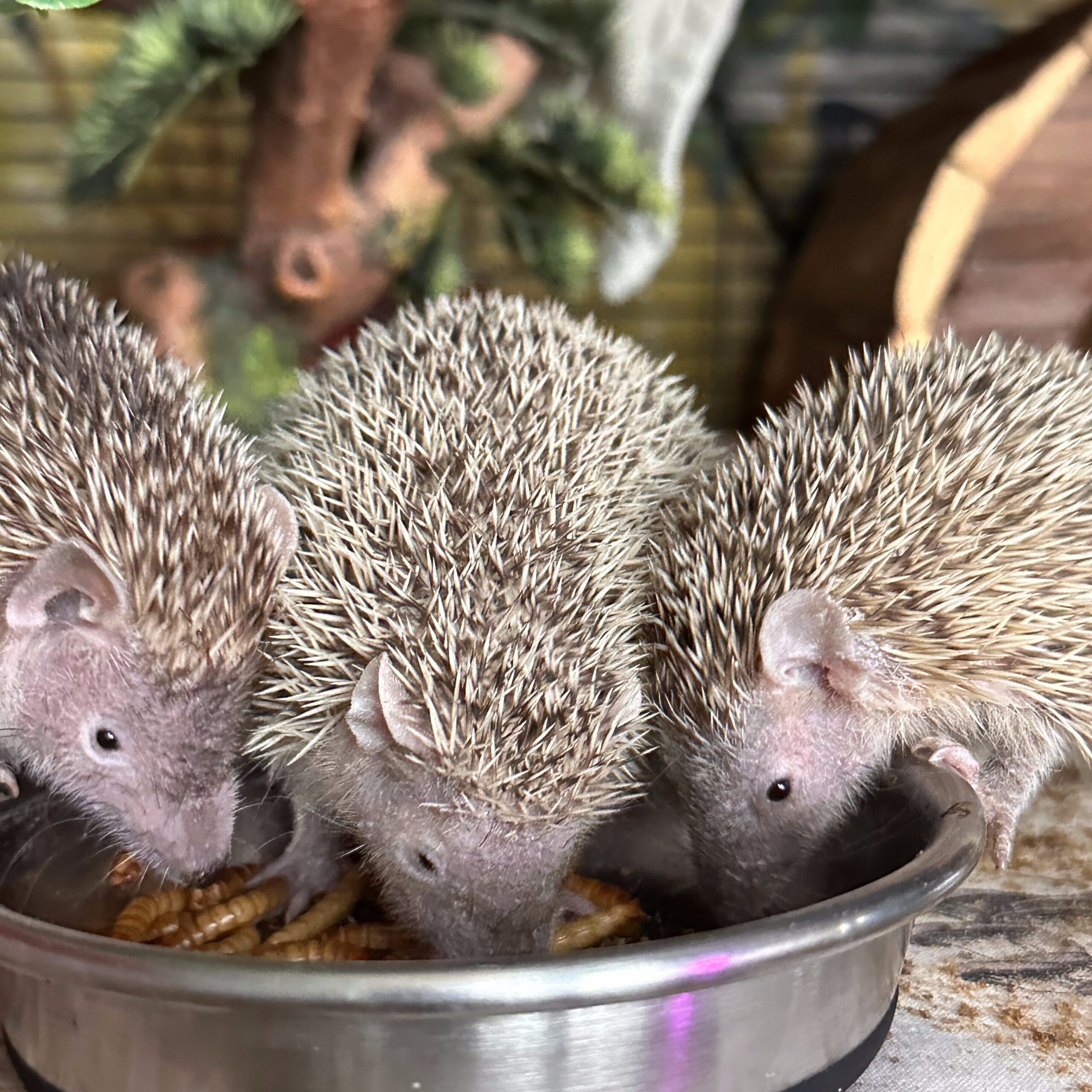 female lesser tenrecs eating together