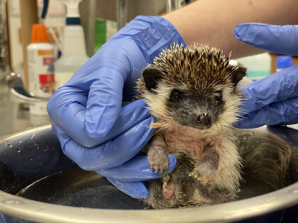 sick hedgehog